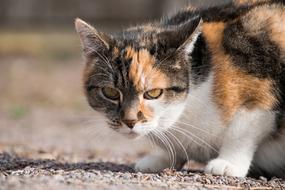 Animal Cute Mammal