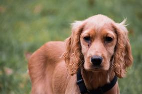 Animal Cute Dog