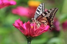 Butterfly Swallowtail Insect