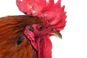 Cock White Background Head