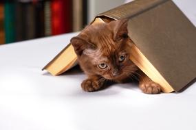 Cute Young Cat