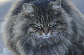 Fluffy cat looking at the camera