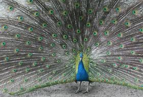 Peacock Bird Tail