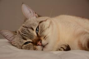 Cat Animal Eyes