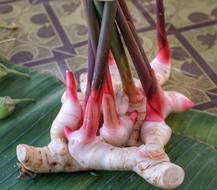 red vegetable roots