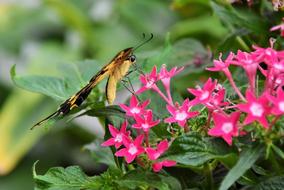 Butterfly Schwalbenschwänzchen