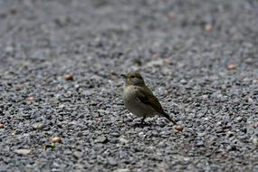 Natural Bird Wild Animals