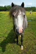 Muzzle Horse Meadow