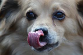 Dog Mammal