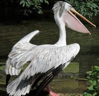 Bird Pelican Nature