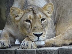 lioness in the zoo