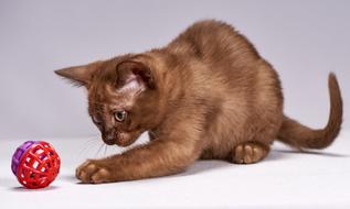 Kitten Cat Cute
