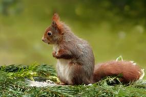 Animal Squirrel Sciurus Vulgaris
