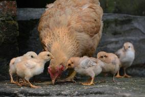 hen and her chicks eating