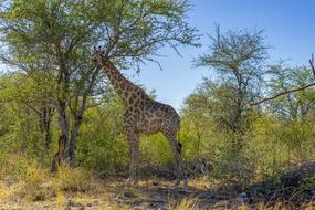 Animal World Africa Safari