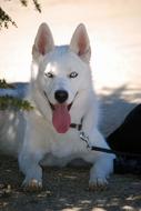 Siberian Husky Dog Nordic