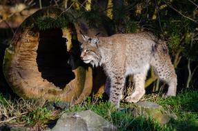 Lynx Cat Predator