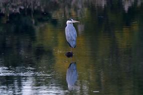poultry on the lake