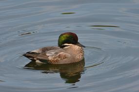 Duck Pond Bird