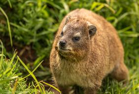 Hyrax Animal Africa South