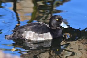 Bird Pond Waters