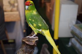 Bird