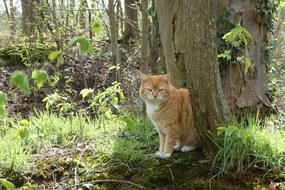 Cat Garden Pet