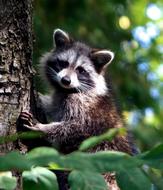 Wildlife Mammal Animal