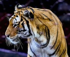 Tiger Animal Cat