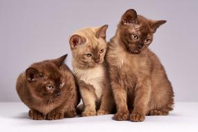 Cute Cats Kittens