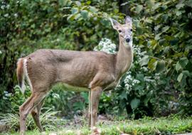 Mammal Deer Wildlife