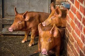 Pig Tamworth Three