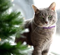 Cat Cute Fur