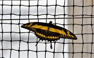 Butterfly Schwalbenschwänzchen