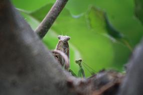 Wildlife Animal Nature