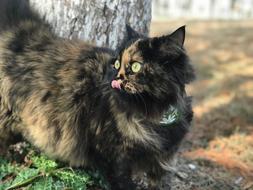 Fluffy cat licks his nose