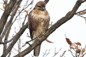 Natural Bird Wild Animals