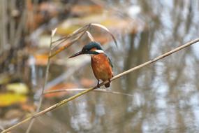 Bird Natural Wild Animals