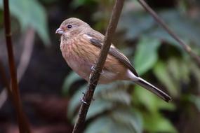 Wild Animals Bird Natural