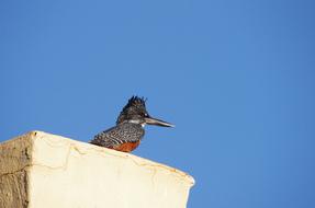 Bird Kingfisher