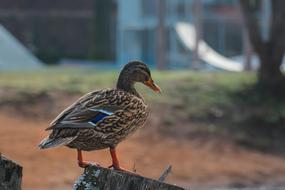 Bird Nature Animal World
