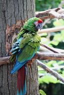 Bird Fauna Nature