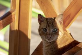 nice cute cat