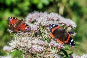 Butterflies Colorful Butterfly