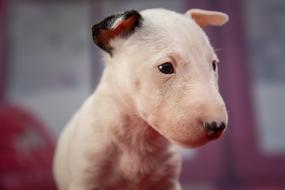 Puppy Dog Animal