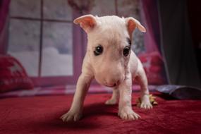 Puppy Dog Animal