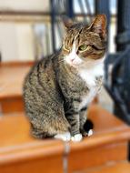 Cat Pet Animal