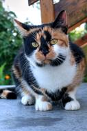 Cat Animals Charming