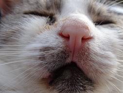 Cat Mammal Animal