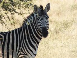 Zebra Wildlife Safari